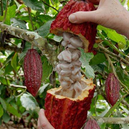 Chocolate Delight – Enjoying Sacred Cacao – July 14