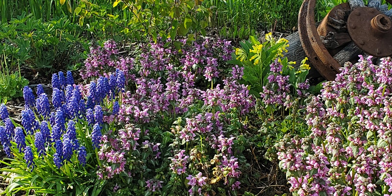 Gardening with Essential Oils June 23 – 7pm